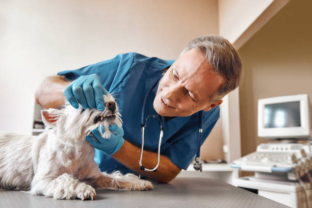 Best Emergency Wisdom Tooth Extraction in Romeo, MI